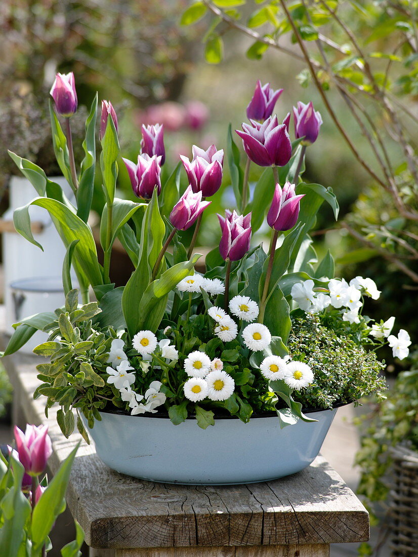 Tulipa 'Ballade' (tulips), Bellis (daisy), golden sage (salvia)