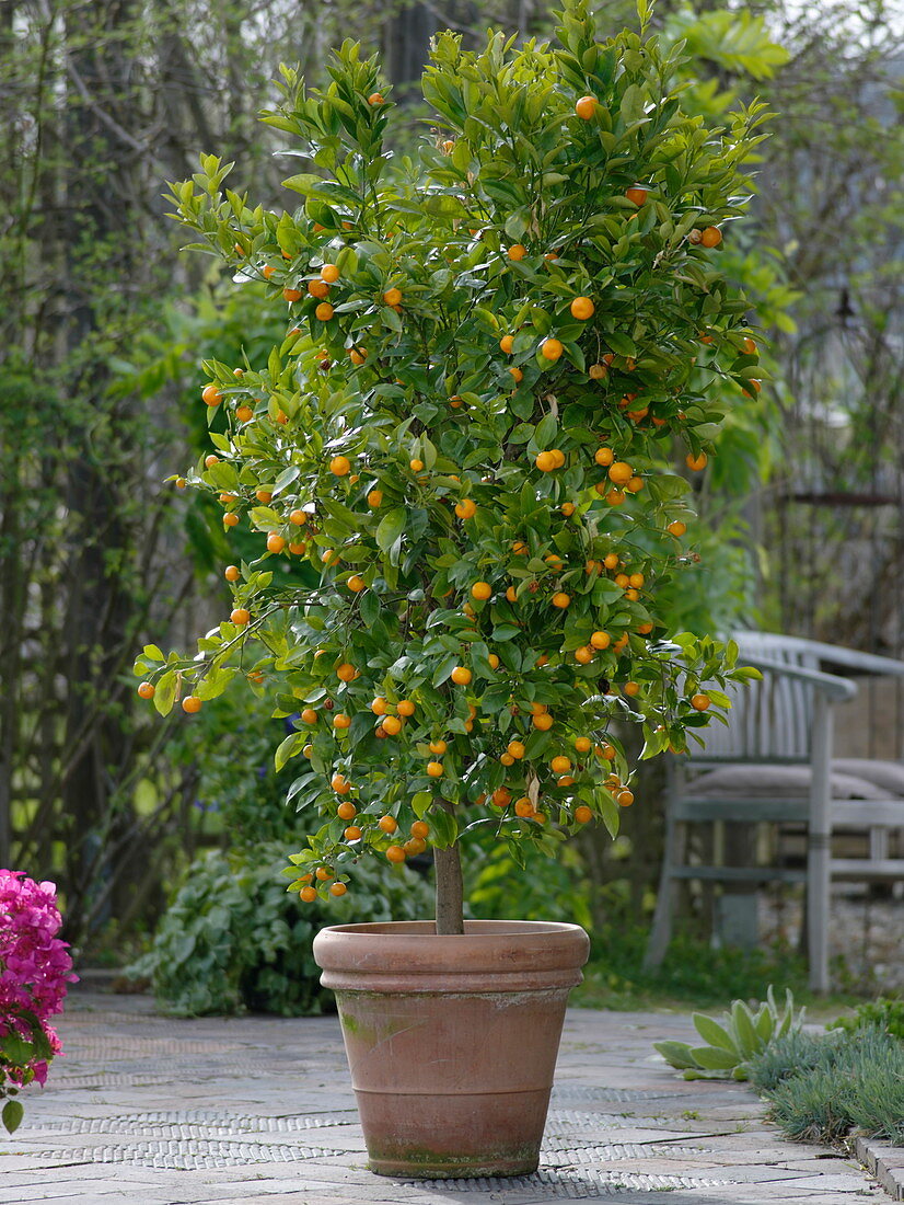 Citrofortunella microcarpa (Calamondin orange) in Terrakottakübel