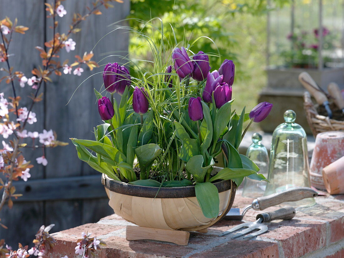 Tulipa 'Cum Laude' (Tulips), Carex muskingumensis 'Silberstreif' (Silver Stripe)