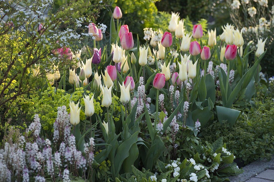 Tulipa 'White Imperator', 'Van Eijk' (Tulpen), Tiarella (Schaumblüte)