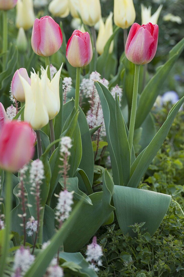 Tulipa 'White Imperator', 'Van Eijk' (tulips), Tiarella (foam flower)