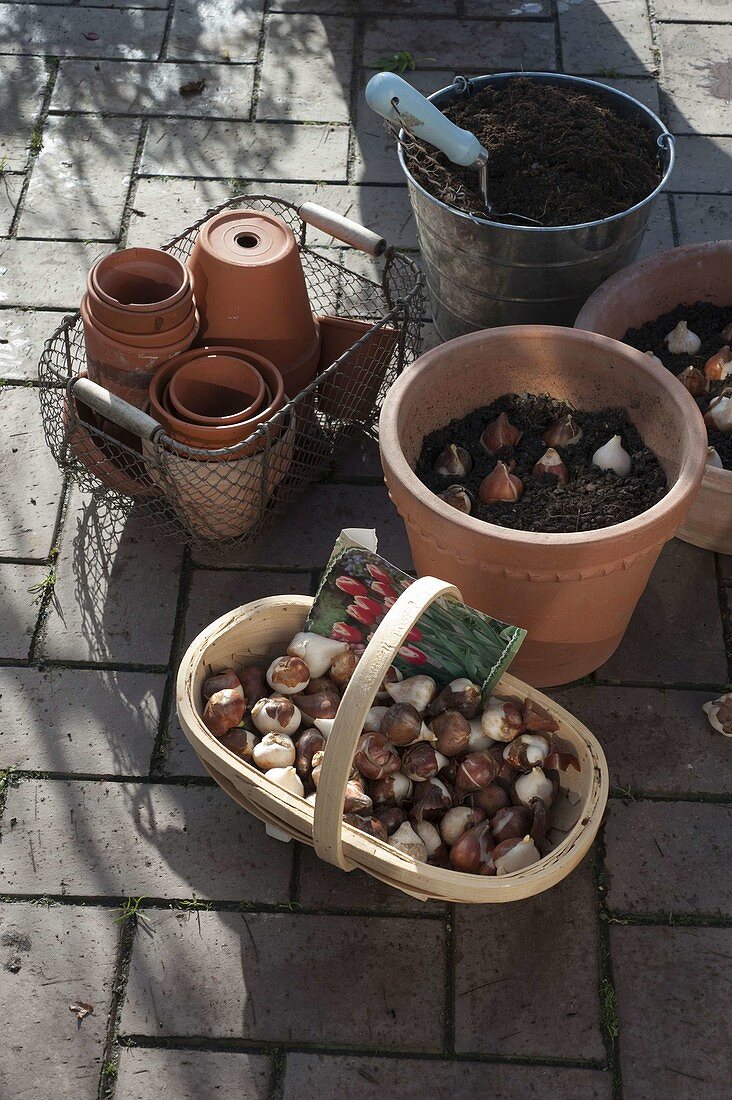 Putting tulips in tubs in autumn