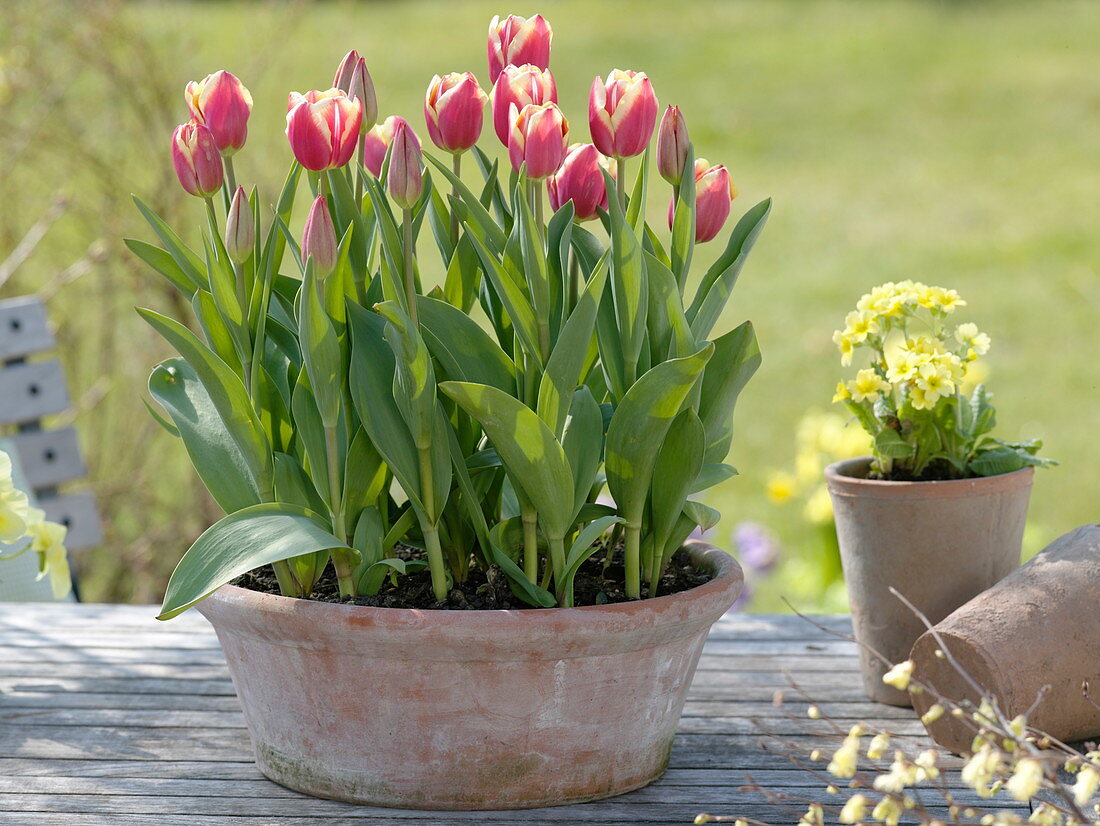 Tulipa 'Leen van der Mark' (Tulpen) in Terracotta-Schale
