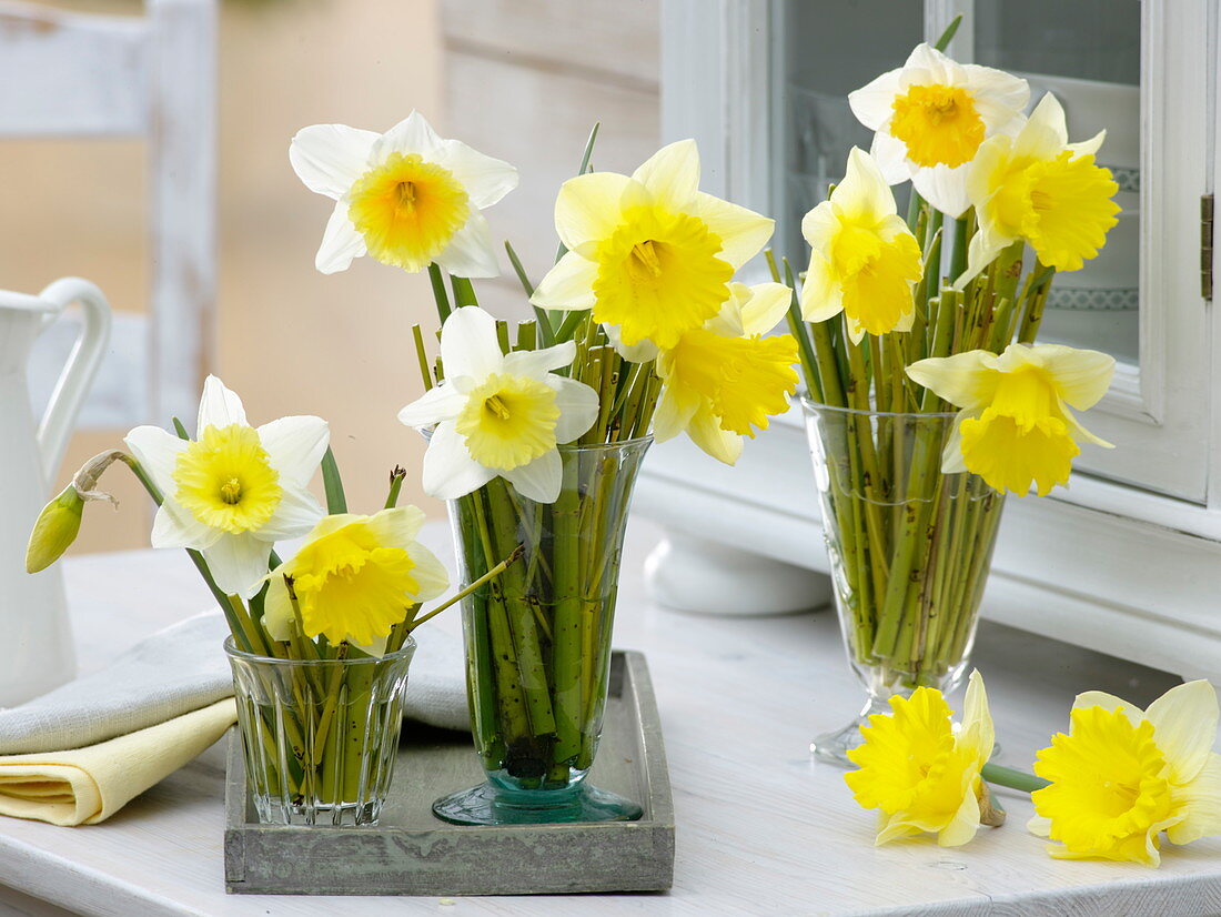 Narcissus 'Finland' (daffodils) in jars, Cornus (dogwood twigs)