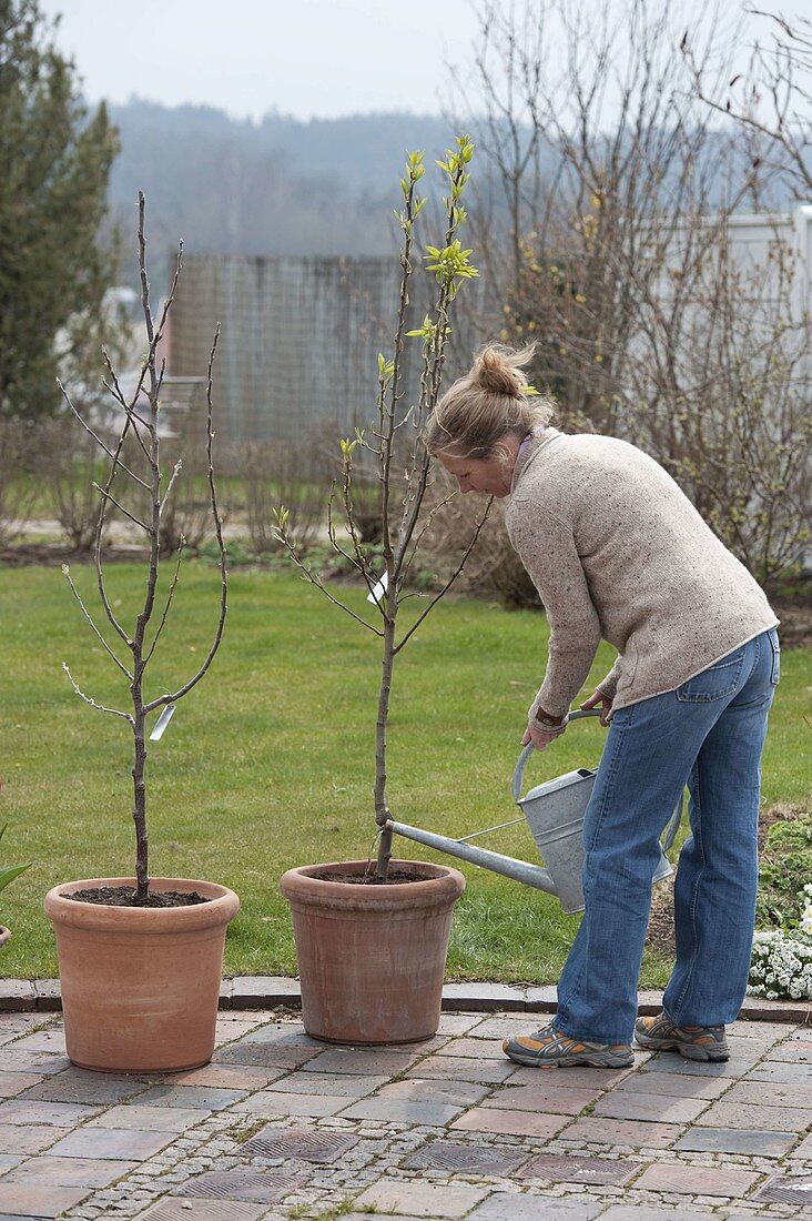 Planting and nurturing fruit trees in containers (4/8)