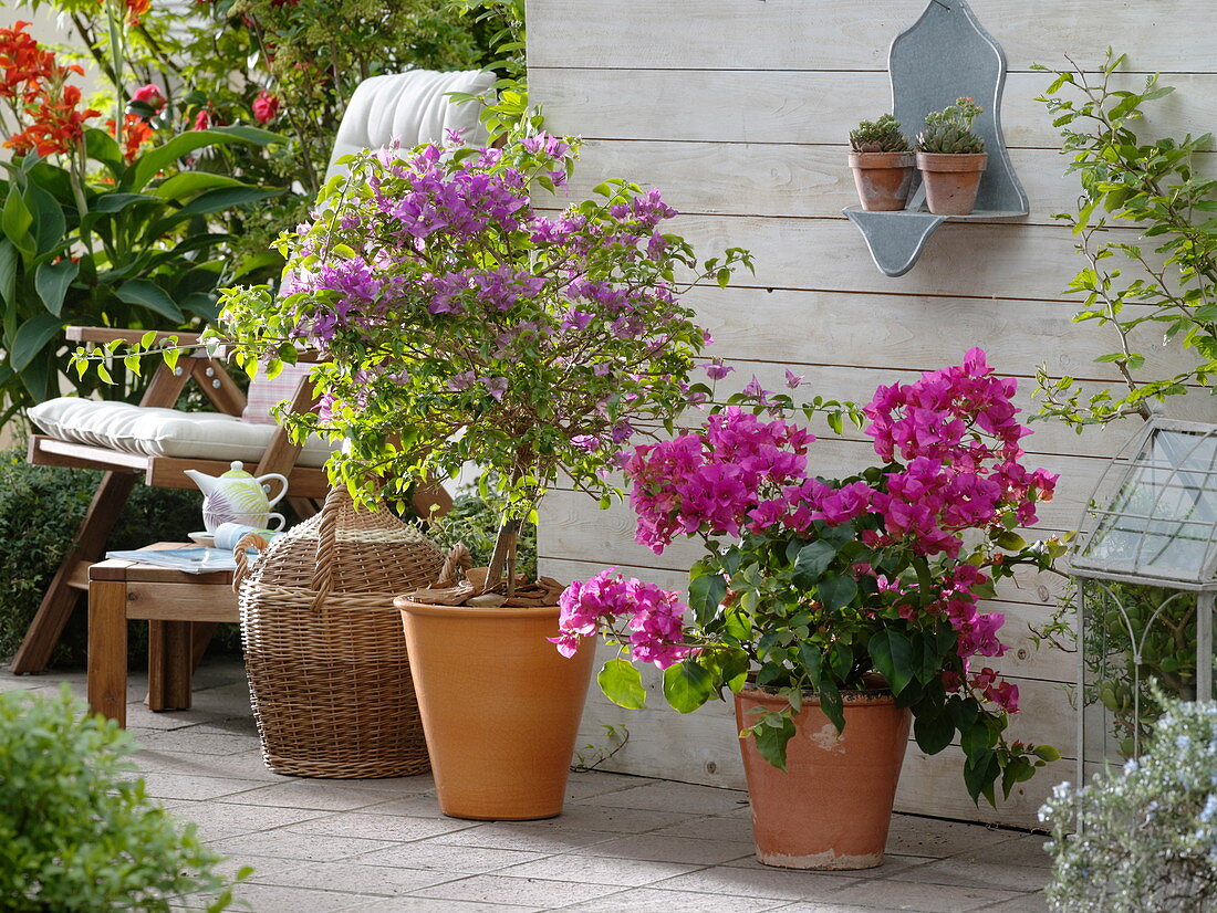 Purple and pink bougainvillea, Canna indica (Indian flower cane)