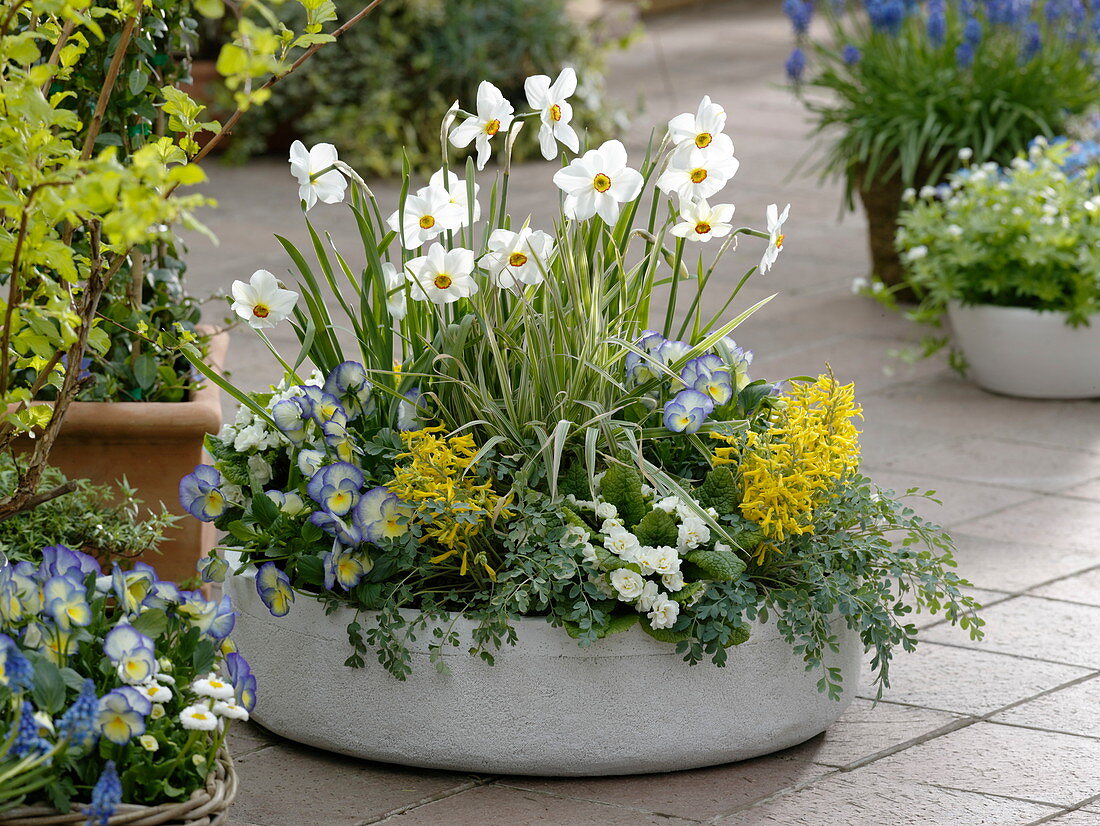 Narcissus poeticus recurvus, Corydalis wilsonii