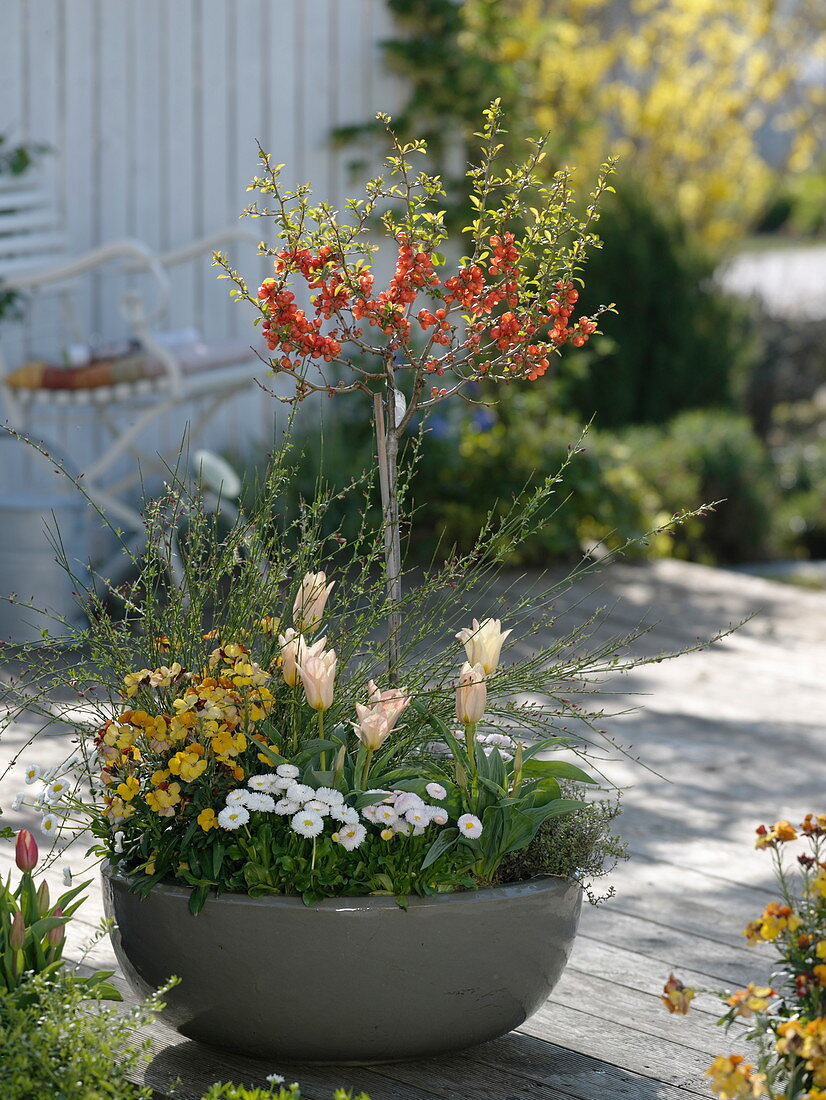 Chaenomeles sargentii (ornamental quince) stems, Tulipa (tulips), Bellis