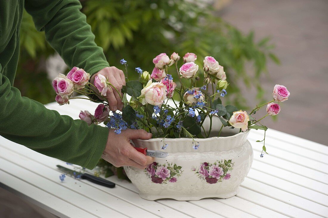 Rosen-Vergißmeinnicht-Gesteck in Rosen-Jardiniere 4/5