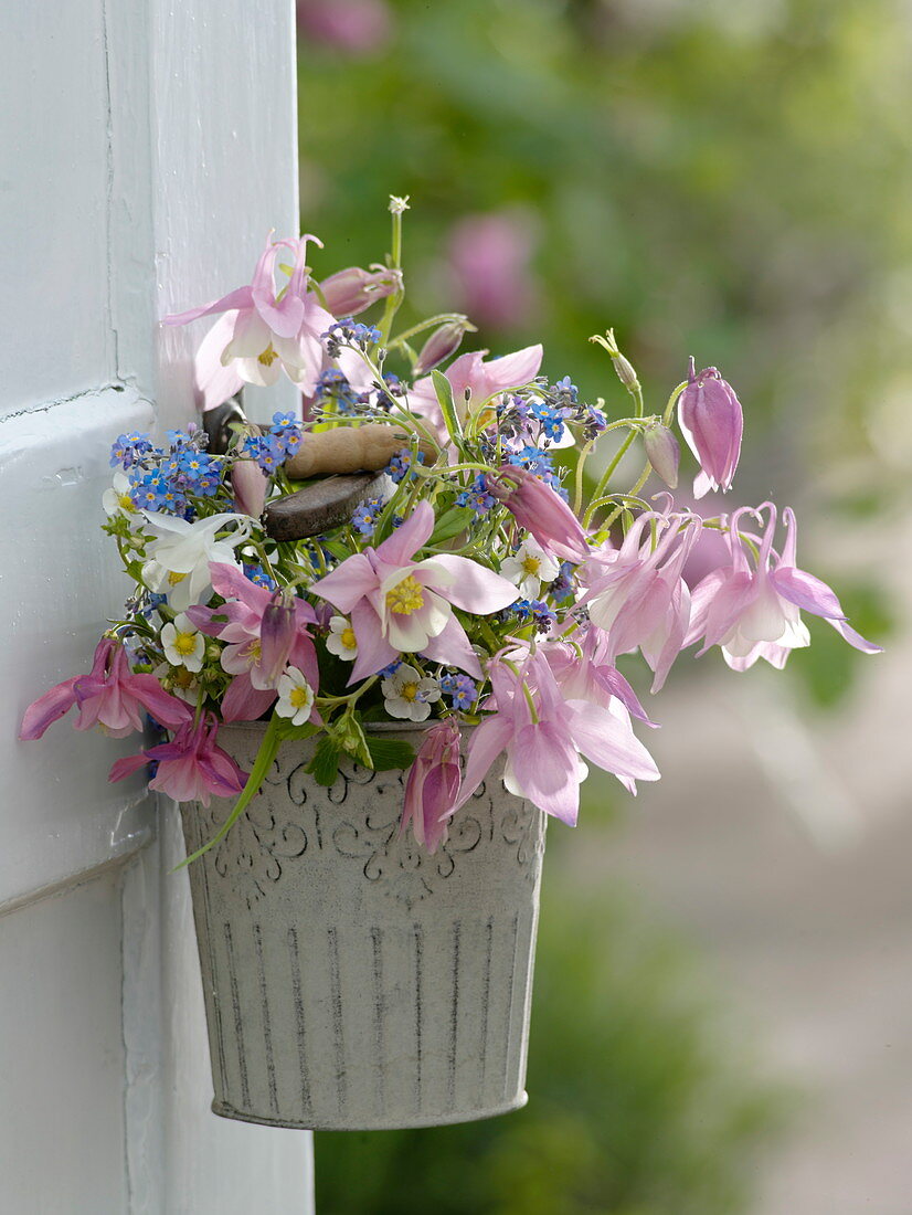 Small bouquet from Aquilegia, Myosotis