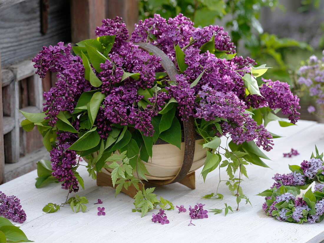 Lilac bouquet in round chip basket (2/2)