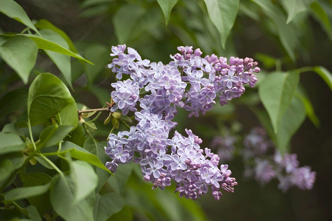 Syringa vulgaris 'President Lincoln' (Flieder)