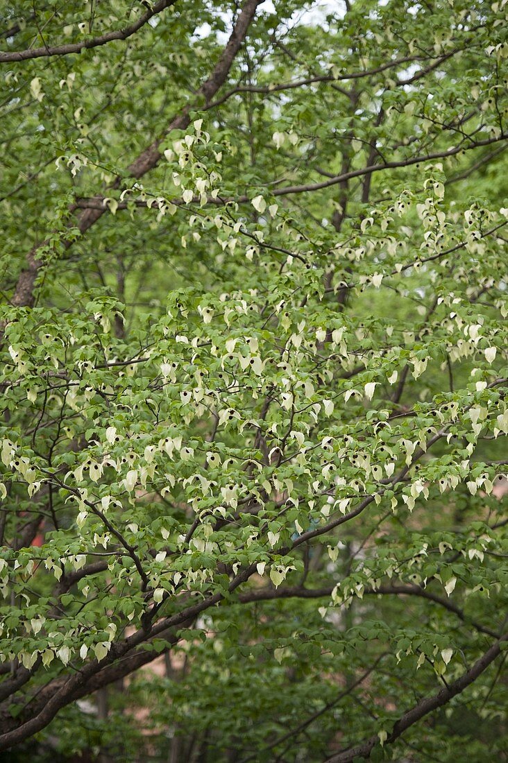 Davidia involucrata (Taschentuchbaum)