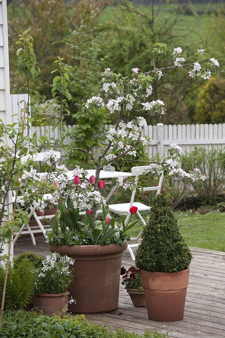 Malus 'Raika' (Apfelbaum) unterpflanzt mit Tulipa (Tulpen)