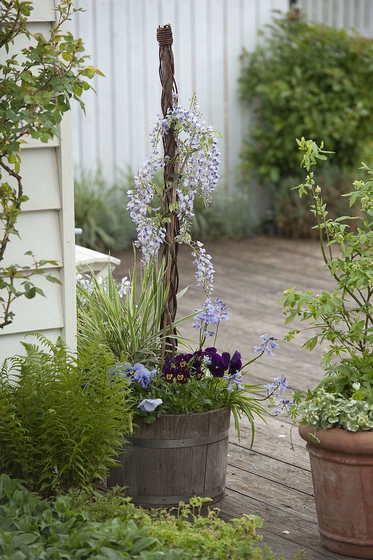 Wisteria floribunda 'Issai Perfect' (blue vine), Viola (pansy)