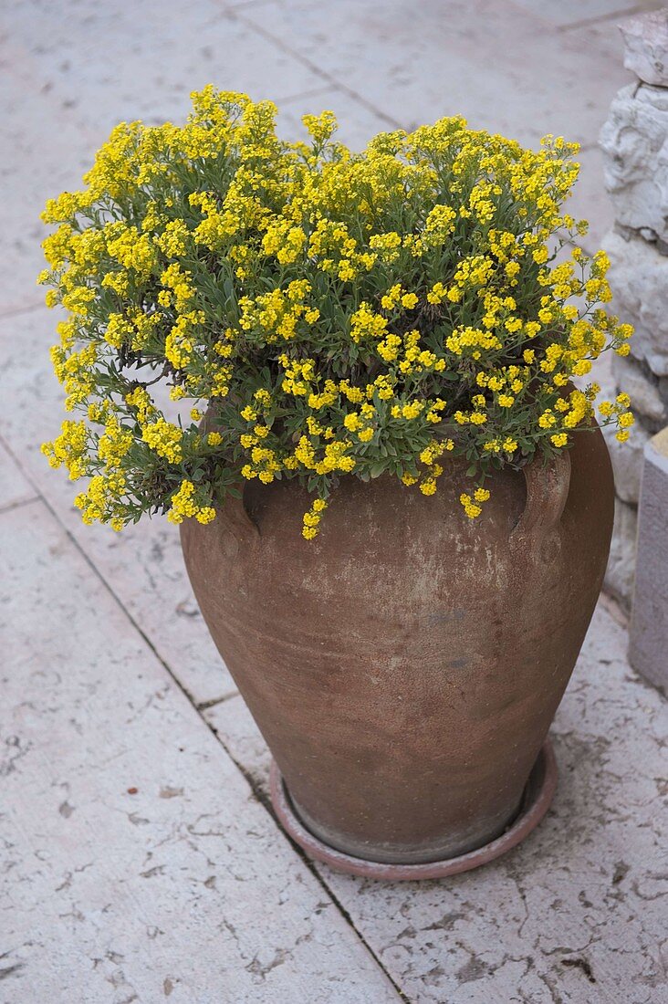 Alyssum montana (Stonewort) in terracotta vase