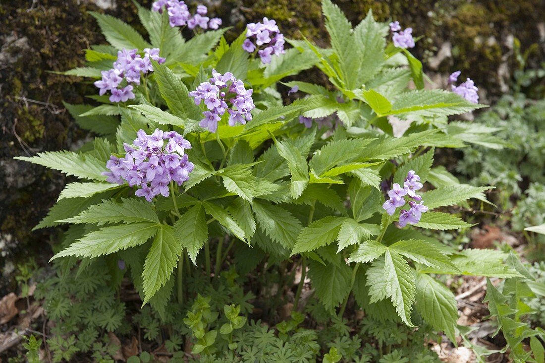 Cardamine pentaphyllos (Finger Toothwort)