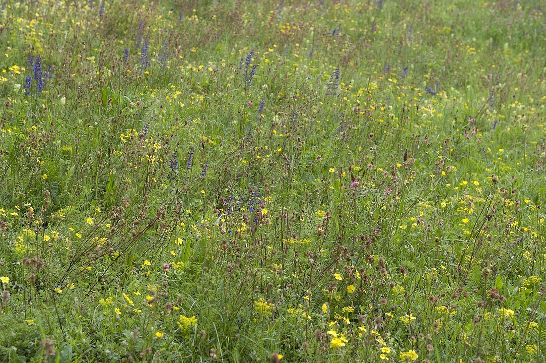 Blumenwiese mit Wiesensalbei (Salvia pratensis)