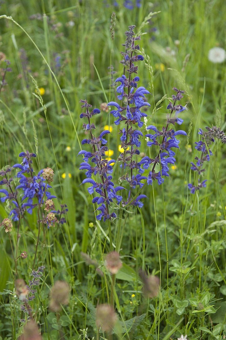 Flower meadow with meadow sage (Salvia pratensis)