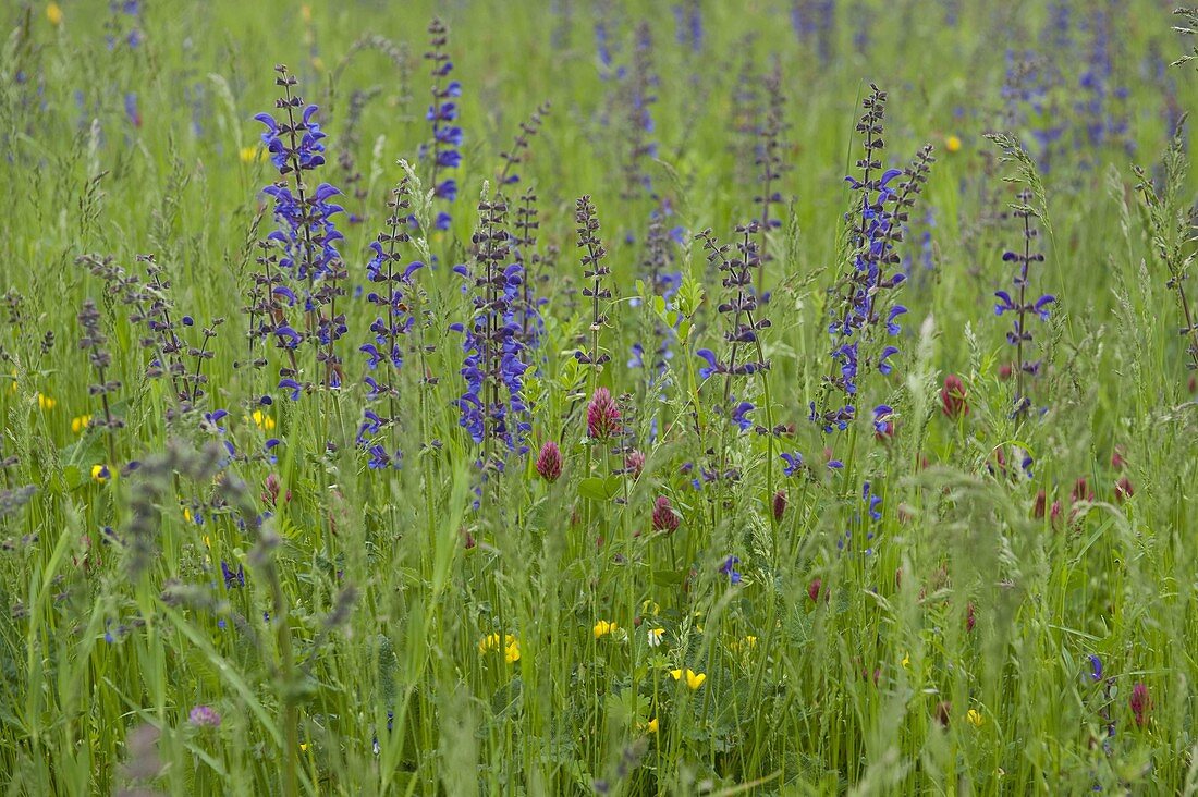 Blumenwiese mit Wiesensalbei (Salvia pratensis)