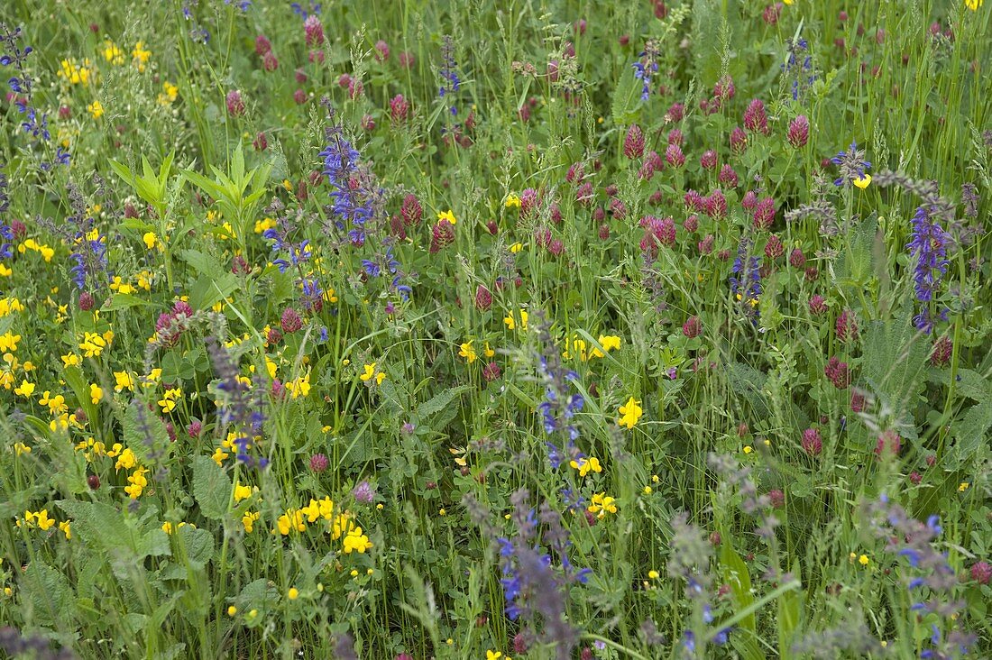 Flowering meadow with meadow sage (Salvia pratensis)