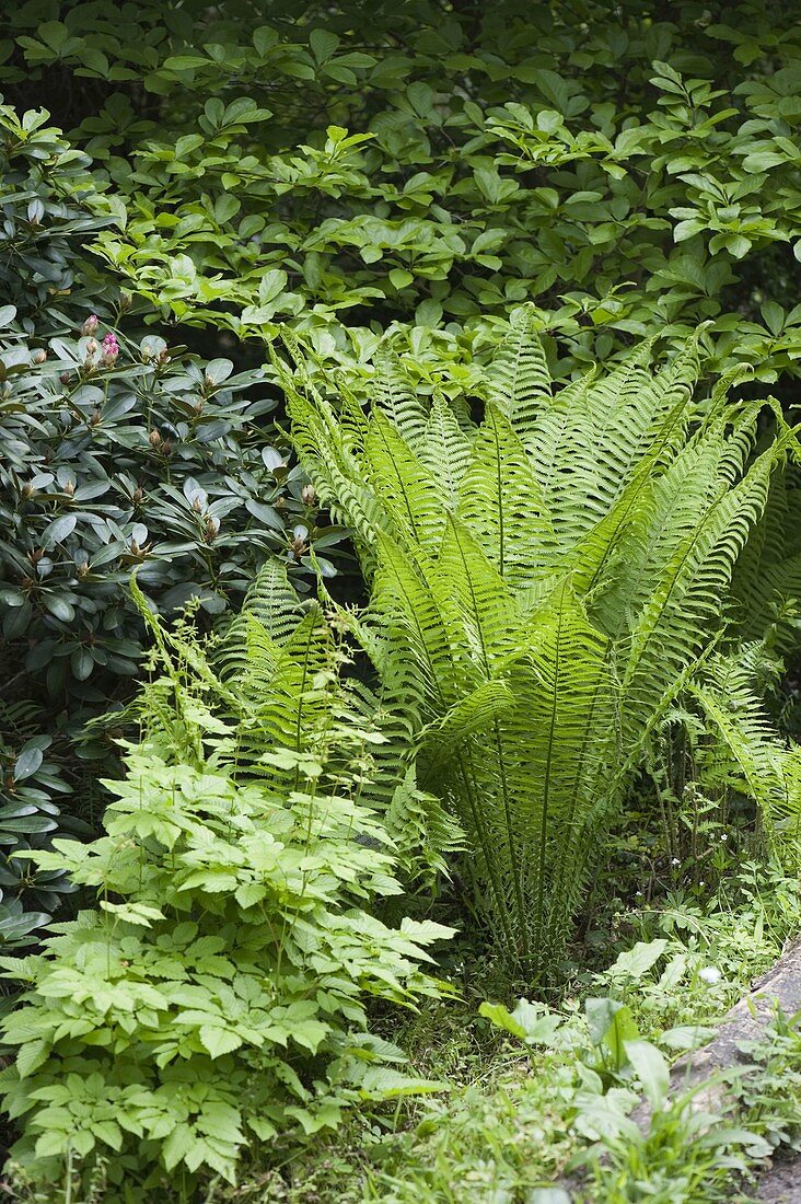 Matteuccia struthiopteris (Straußfarn), Aruncus sylvestris (Wald-Geißbart)