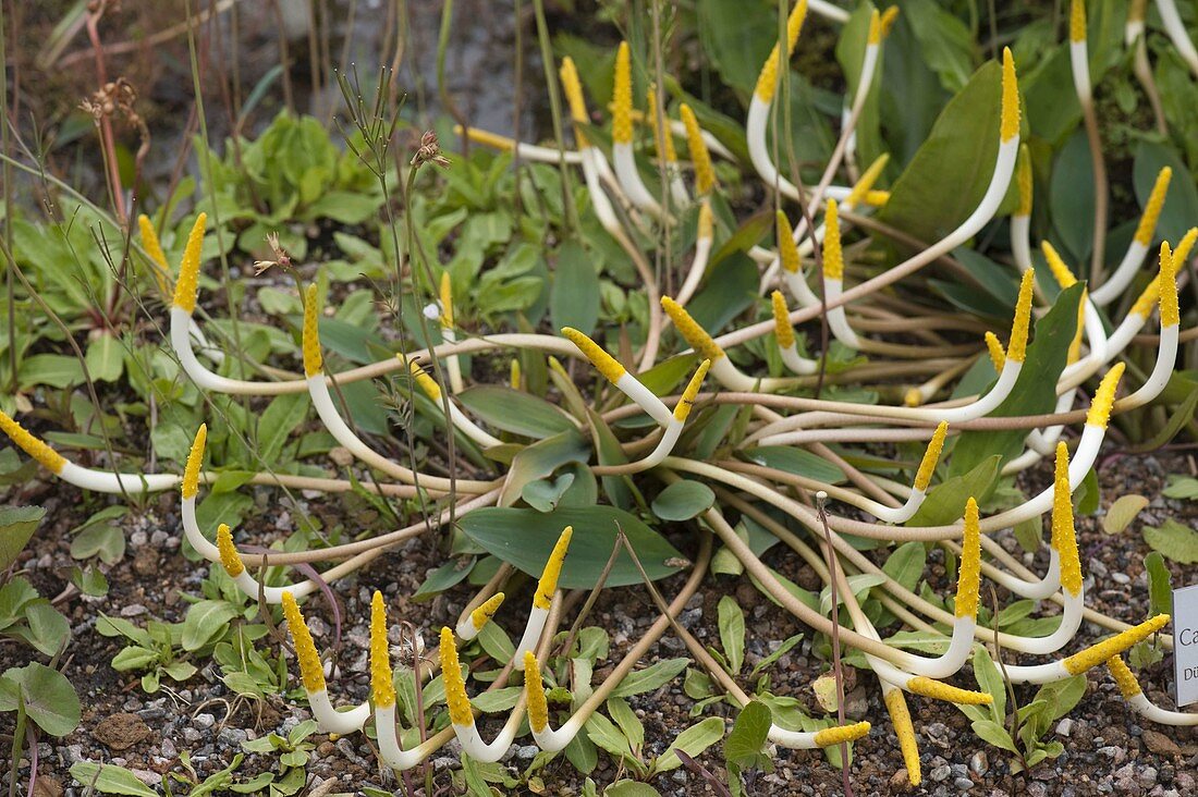 Orontium aquaticum (Wasser-Goldkeule)