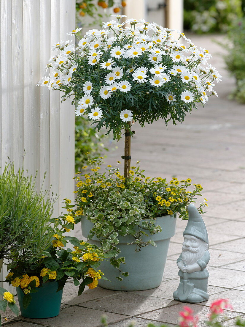 Argyranthemum 'Stella 2000', stem planted with Sanvitalia