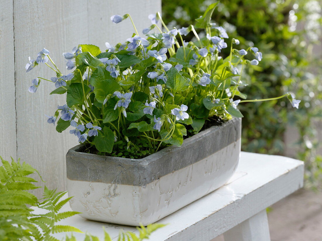 Viola sororia 'Freckels' (Spotted Peony Violet) in grey and white box