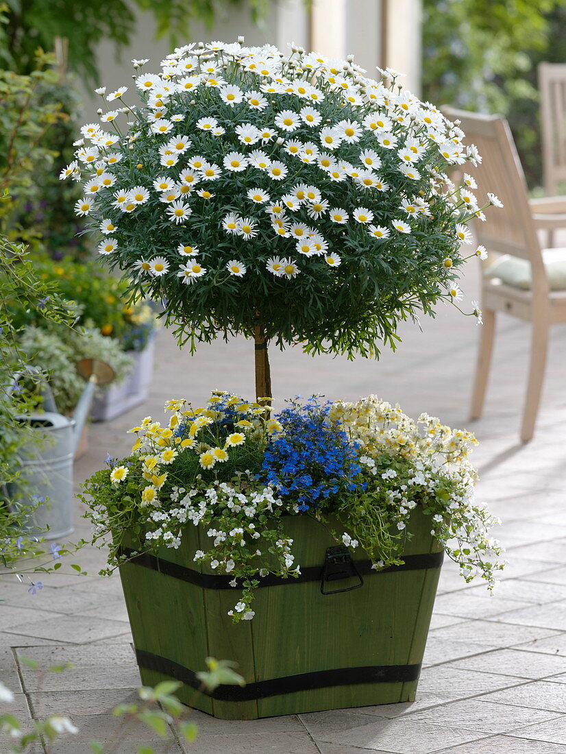 Argyranthemum 'Stella 2000' (Margerite) Stämmchen unterpflanzt