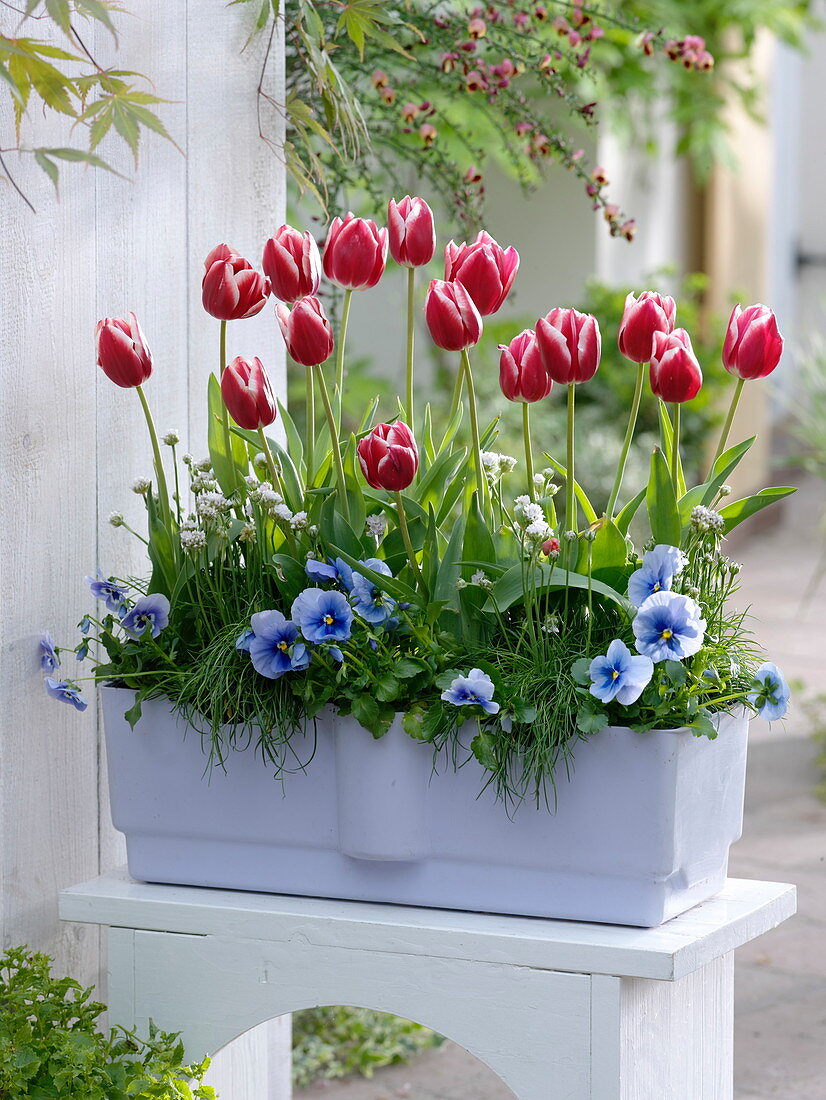 Tulipa 'Leen van der Mark' (tulips), Viola wittrockiana (pansy)