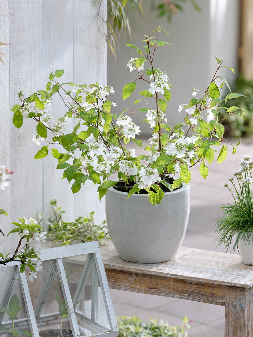 Viburnum plicatum (Japanese snowball)