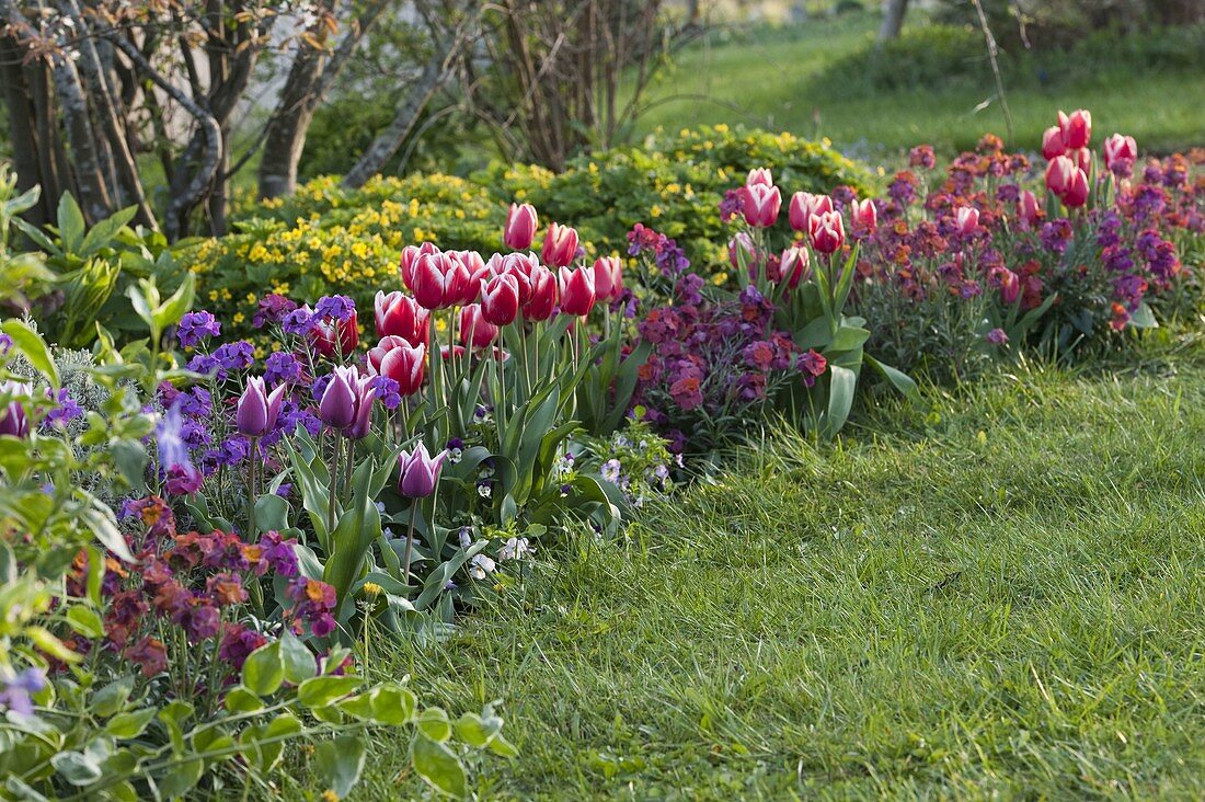 Tulipa 'Debutante' red-white, 'Ballade' (tulips), Erysimum (golden violet)
