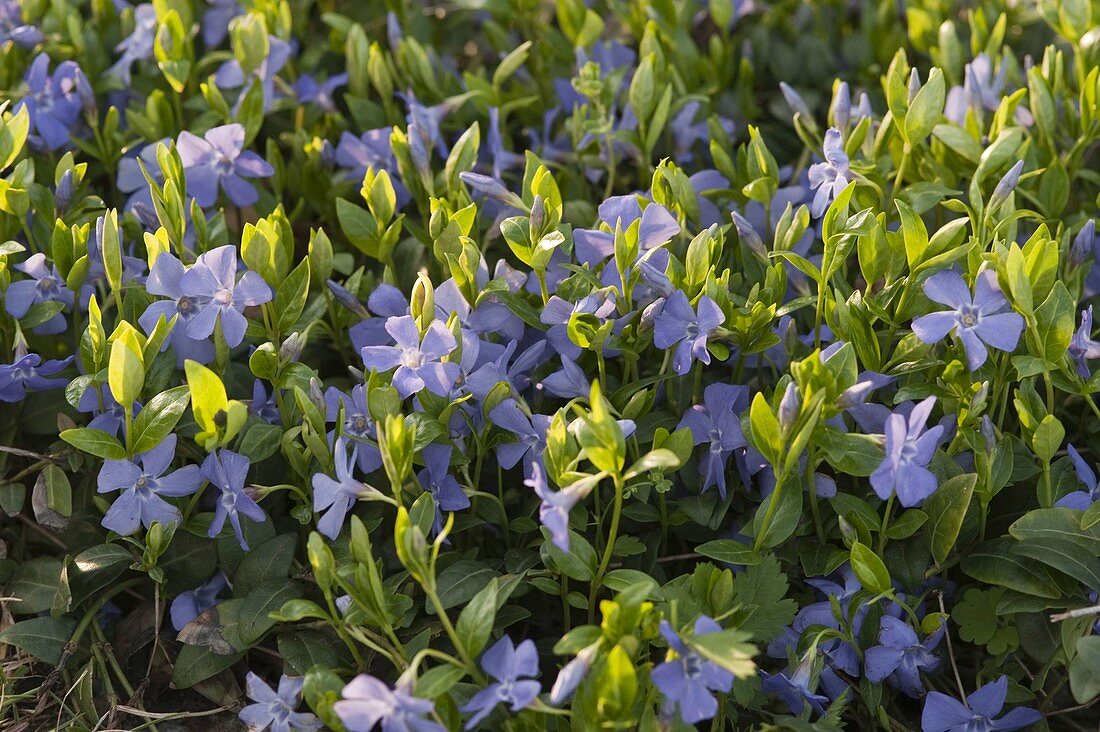 Vinca minor (evergreen)