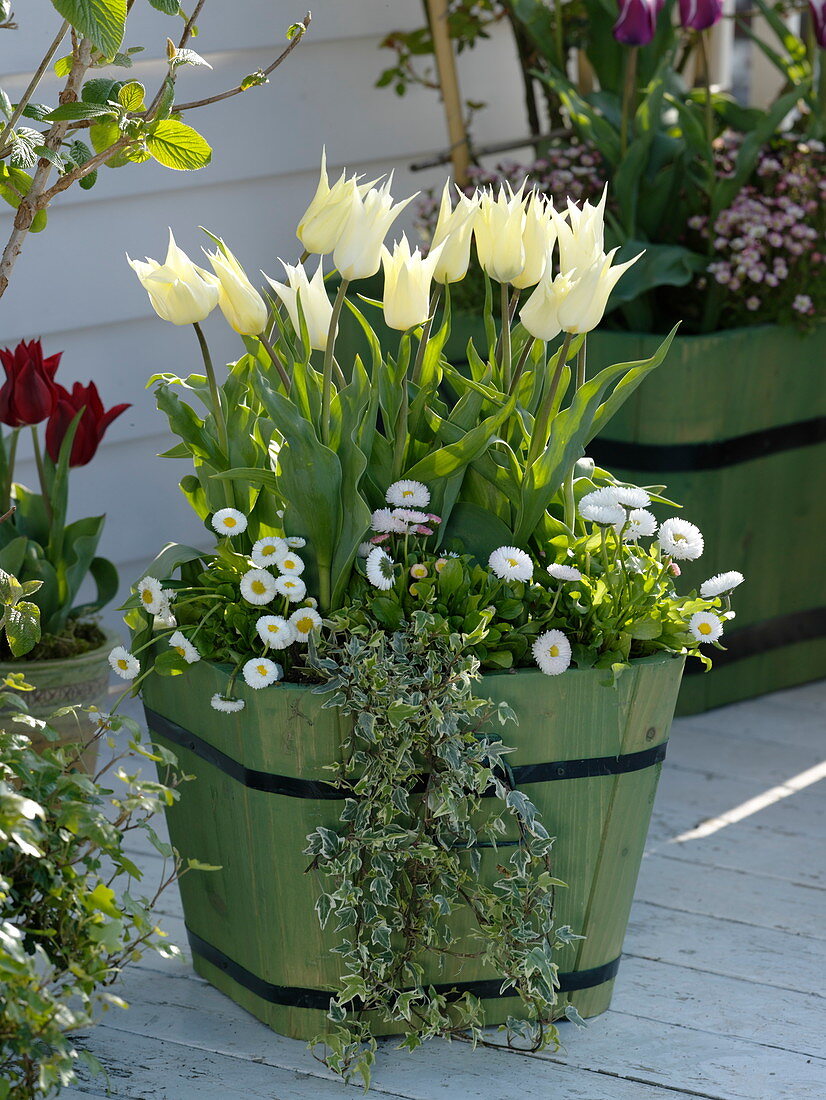 Tulipa 'White Triumphator' lily-flowered, Bellis