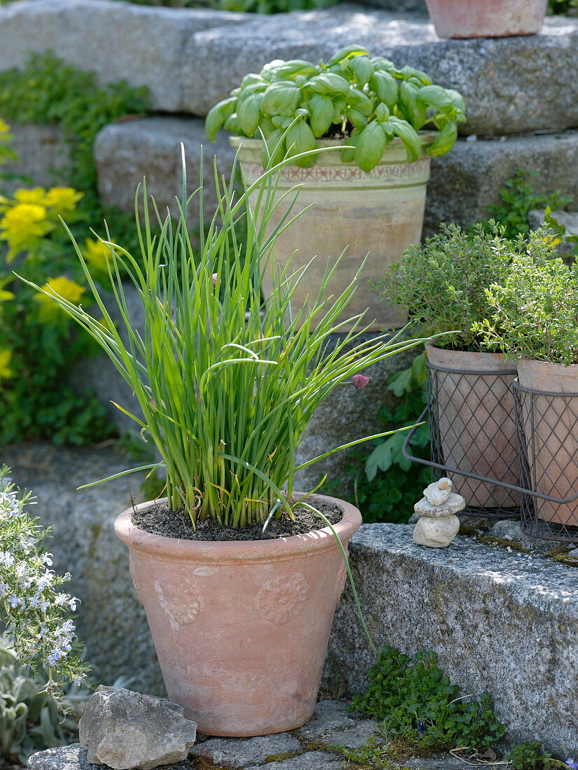 Chives (Allium schoenoprasum), basil (Ocimum), thyme