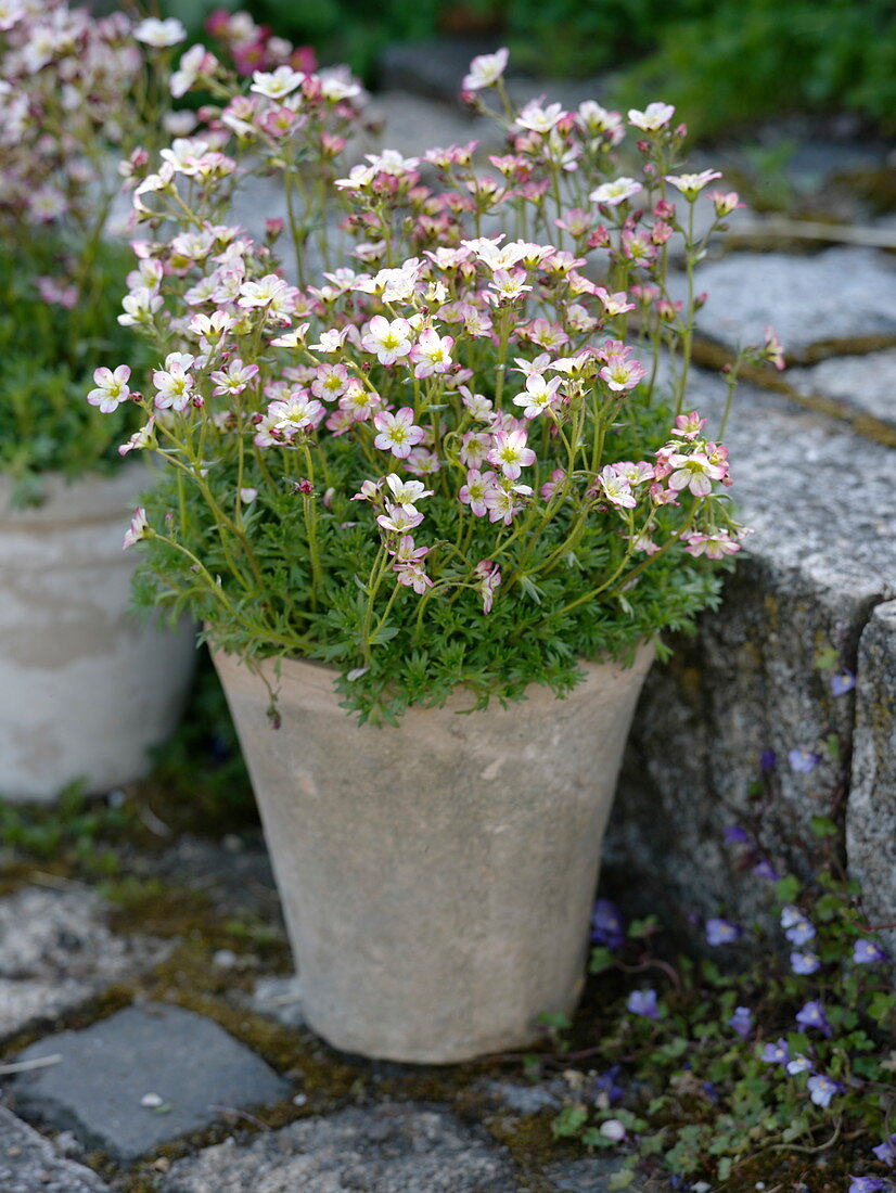 Saxifraga arendsii (Moss saxifrage)