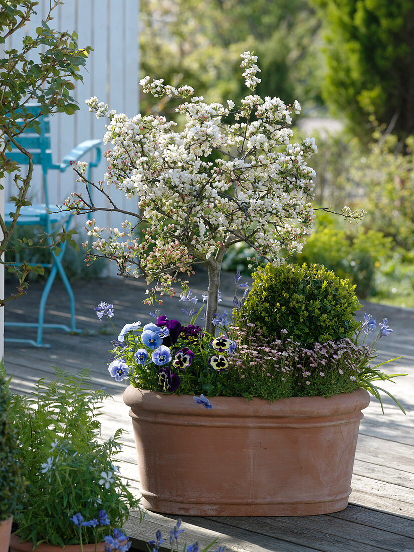 Malus sargentii 'Tina' (Ornamental Apple) Dwarf Tribe, Buxus