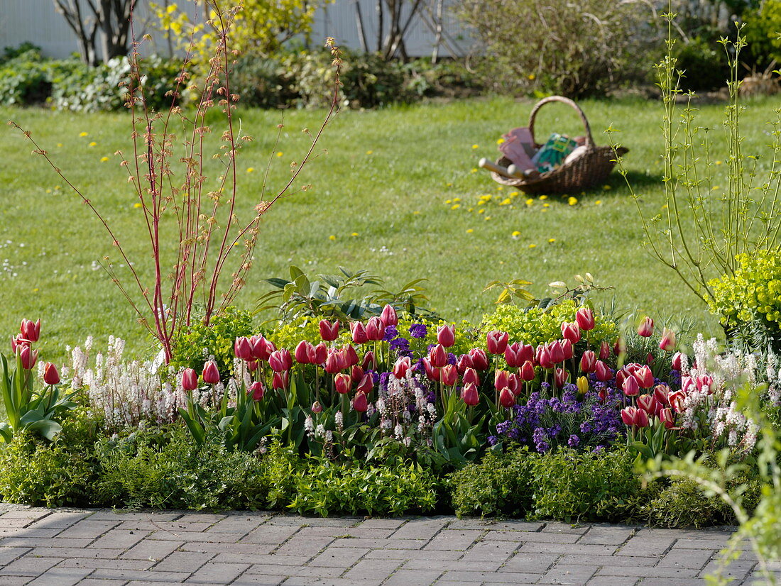 Frühlingsbeet mit Tulipa 'Debutante' (Tulpen), Erysimum (Goldlack), Tiarella