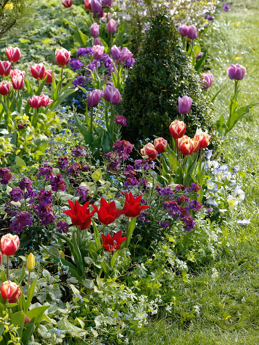 Frühlingsbeet mit Tulipa (Tulpen), Erysimum (Goldlack), Buxus
