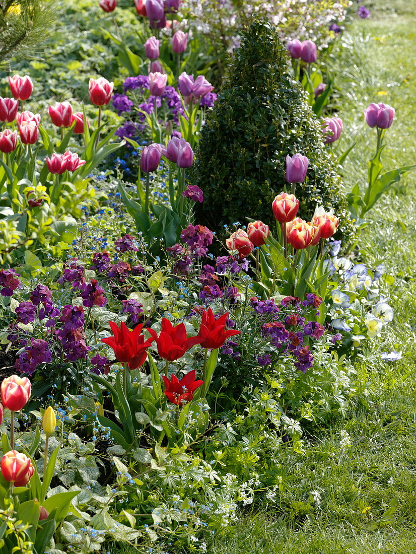 Spring bed with Tulipa (tulips), Erysimum (golden violet), Buxus