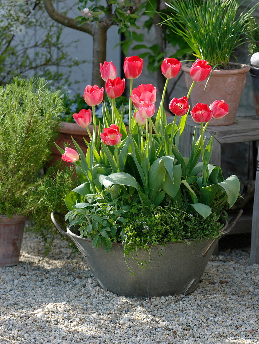 Gravel terrace with tulips, herbs and fruit trees