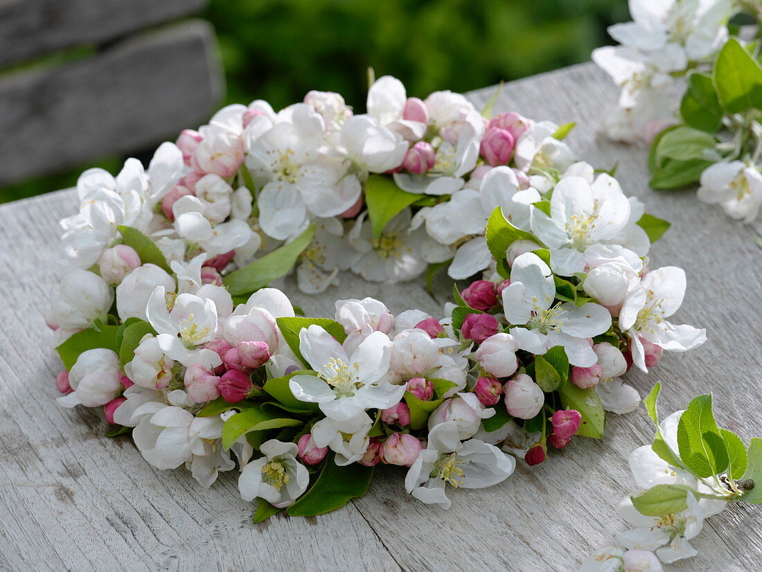 Blütenkranz aus Malus 'Evereste' (Zierapfelblüten)