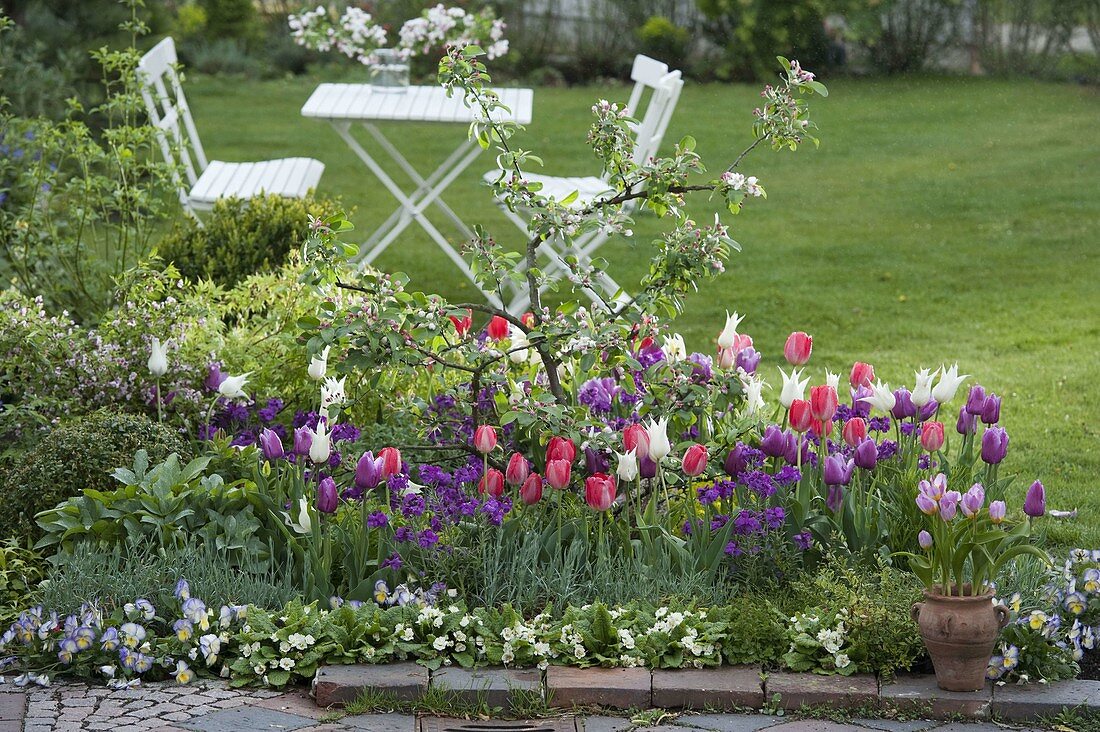 Tulipa 'White Triumphator', 'Valentine' purple-white, 'Van Eijk' red-white (tulips)