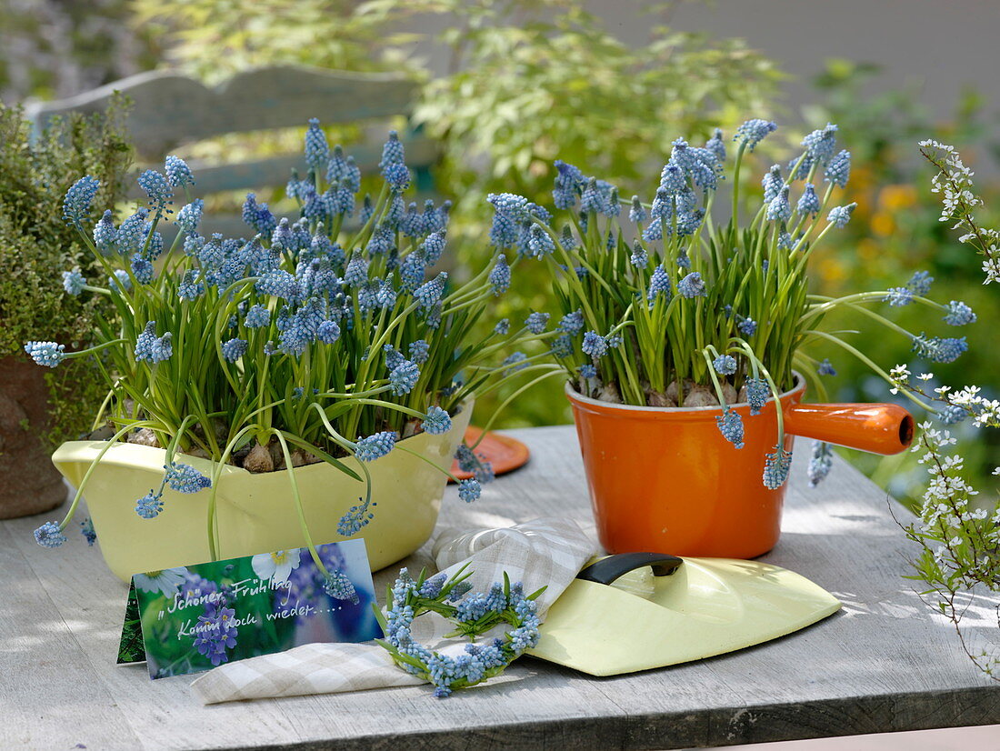 Muscari 'Blue Magic' (grape hyacinths) in roaster and fondue pot