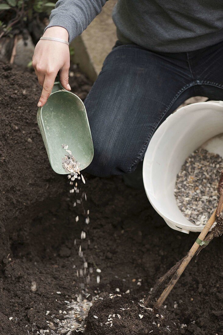 Planting vine by garden fence 8