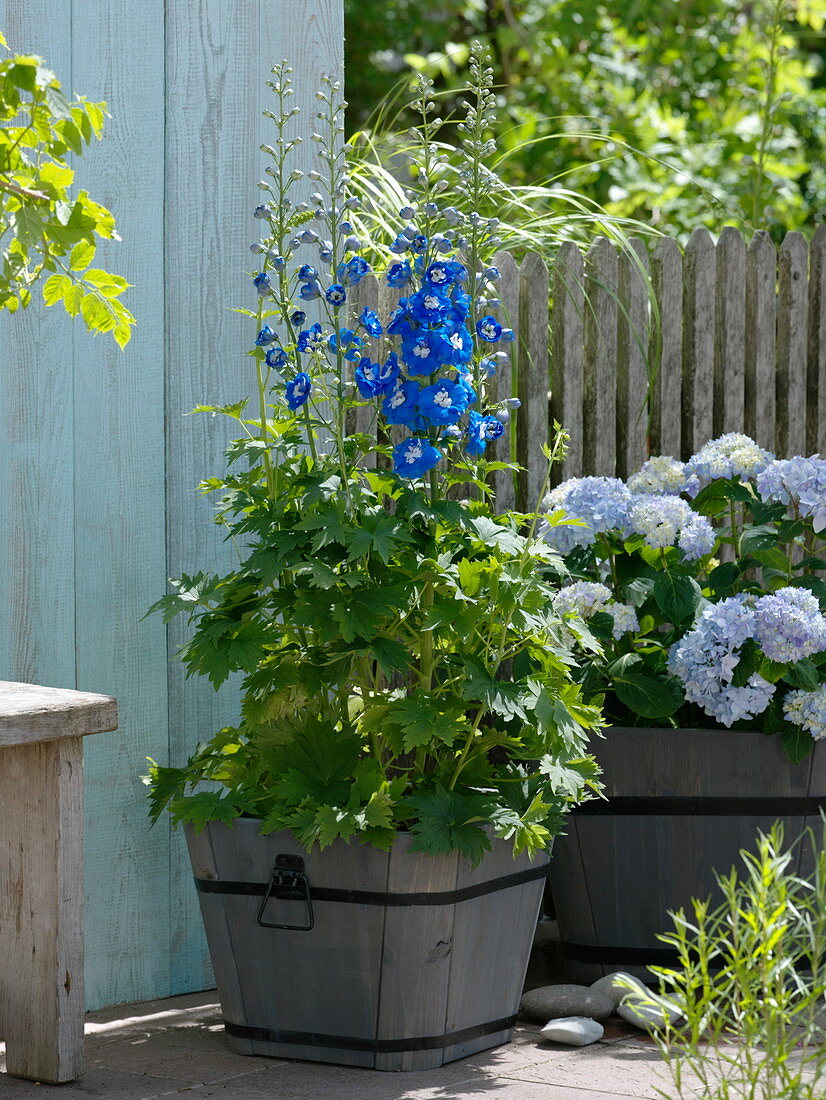 Delphinium elatum 'Royal Aspirations' (delphinium) and Hydrangea