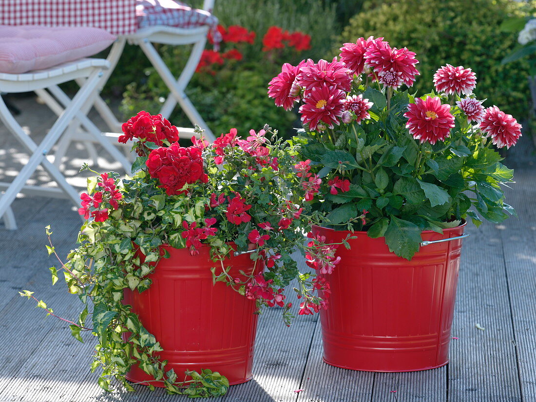 Red pot arrangement