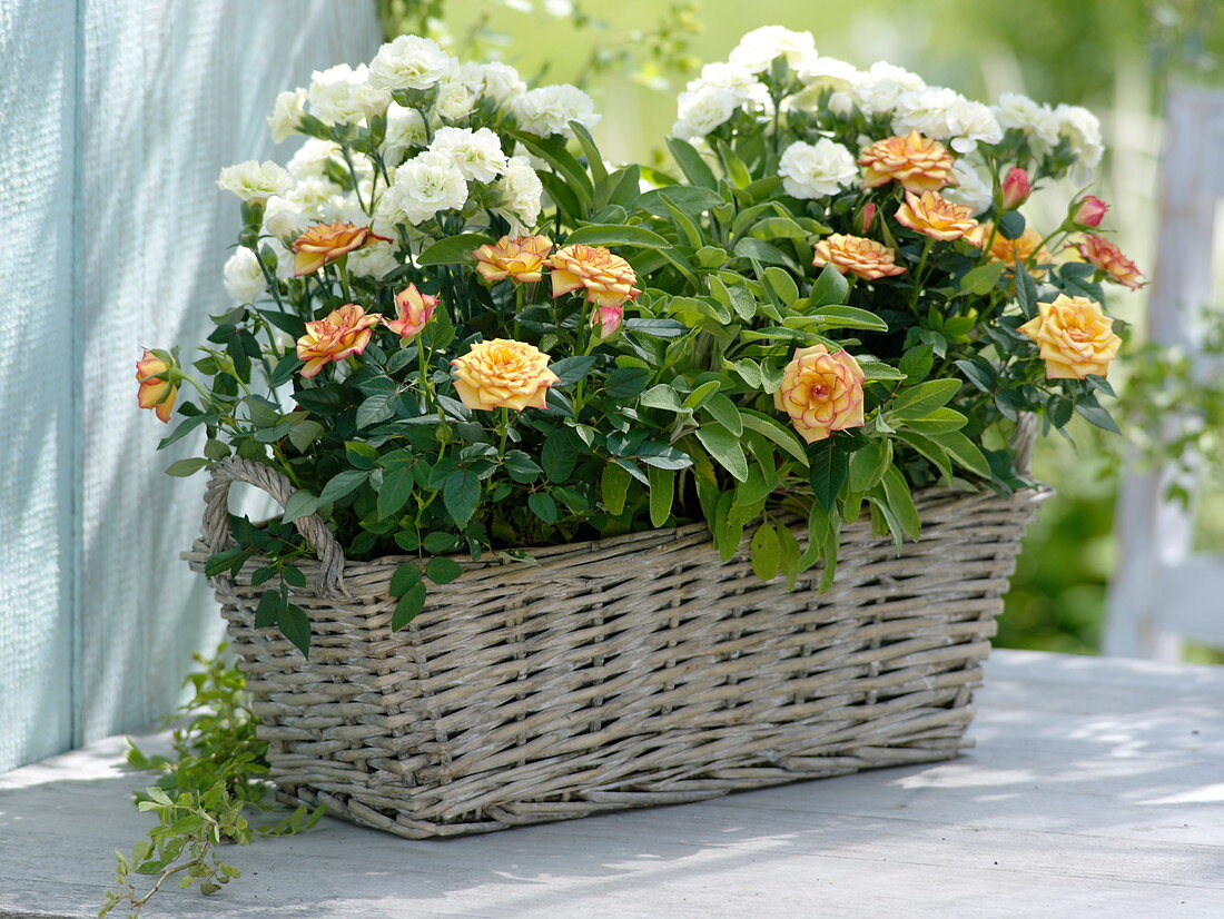 Duftkorb mit Rosa (Topf-Rosen), Dianthus (Nelken), Salbei