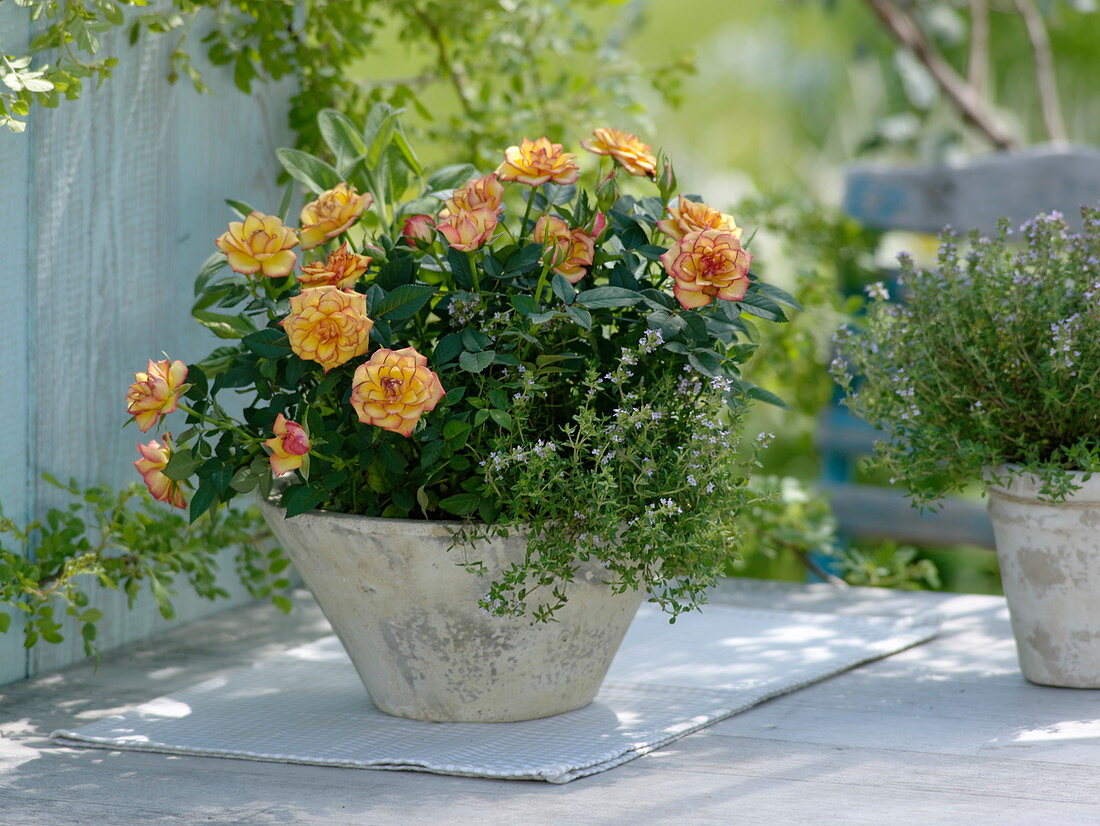 Rosa (potted roses) with thyme (Thymus) in a conical bowl